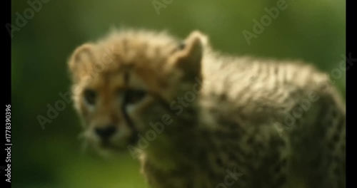 Cheetah activity in the wild