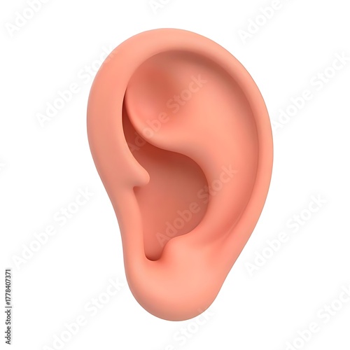 Anatomical illustration of a human ear on a white background for medical use