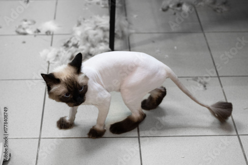A Siamese cat after a lion haircut