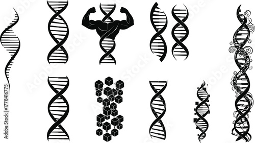 Stylized DNA double helix silhouettes, vector illustration of genetic structures with abstract, muscular, floral, and cube-inspired artistic variations