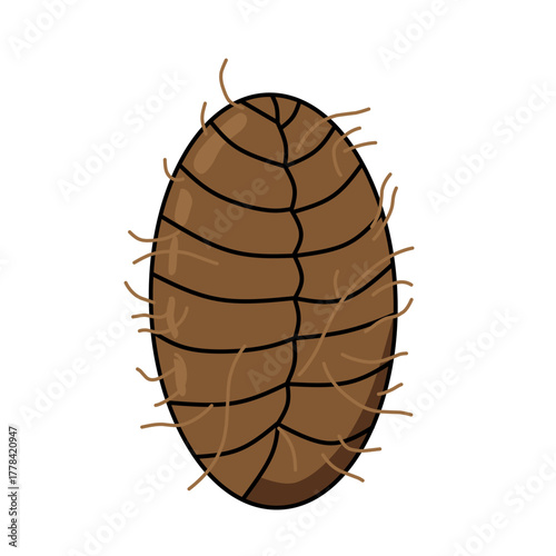 Vector illustration of flea pupa stage isolated on white background. Educational biology diagram showing transformation stage in flea metamorphosis life cycle