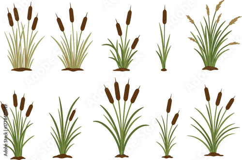 Cattail plant botanical illustration, wetland vegetation drawing, marsh grass sketch, ecological plant artwork, nature design, green leaves, brown spikesCattail plant botanical illustration