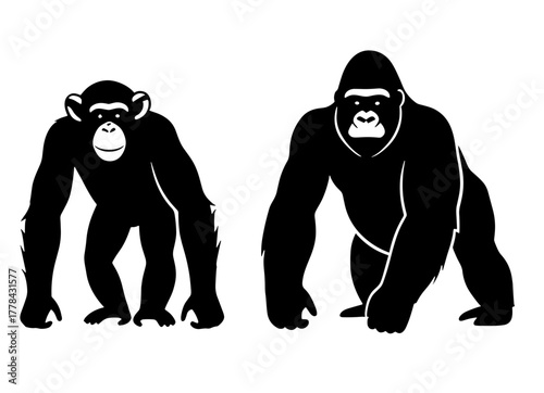 Majestic chimpanzee and powerful gorilla silhouettes standing side by side, showcasing primate diversity and strength for educational or design projects