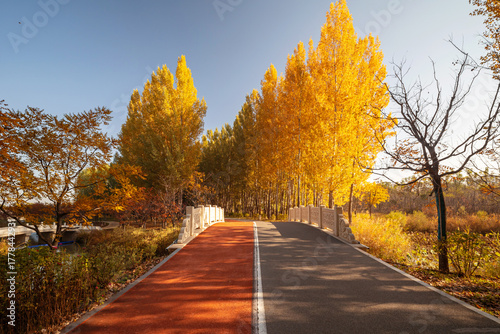A vibrant forest walkway winding through autumn woods