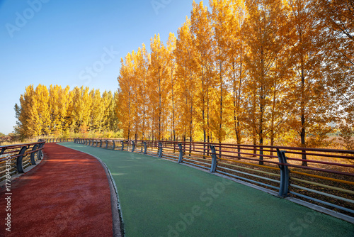 A vibrant forest walkway winding through autumn woods