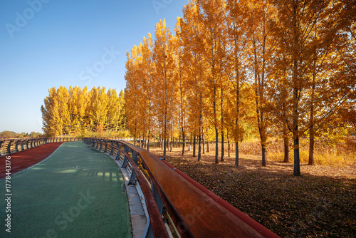 A vibrant forest walkway winding through autumn woods