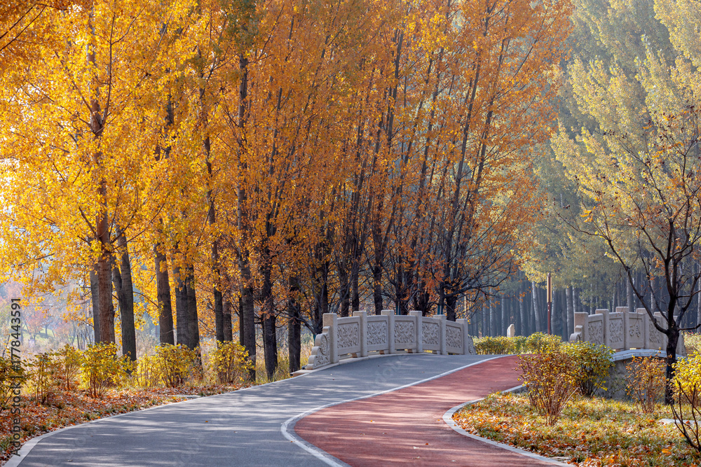 Obraz premium A vibrant forest walkway winding through autumn woods