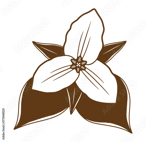 Beautiful brown and white trillium flower botanical illustration against a pure white background