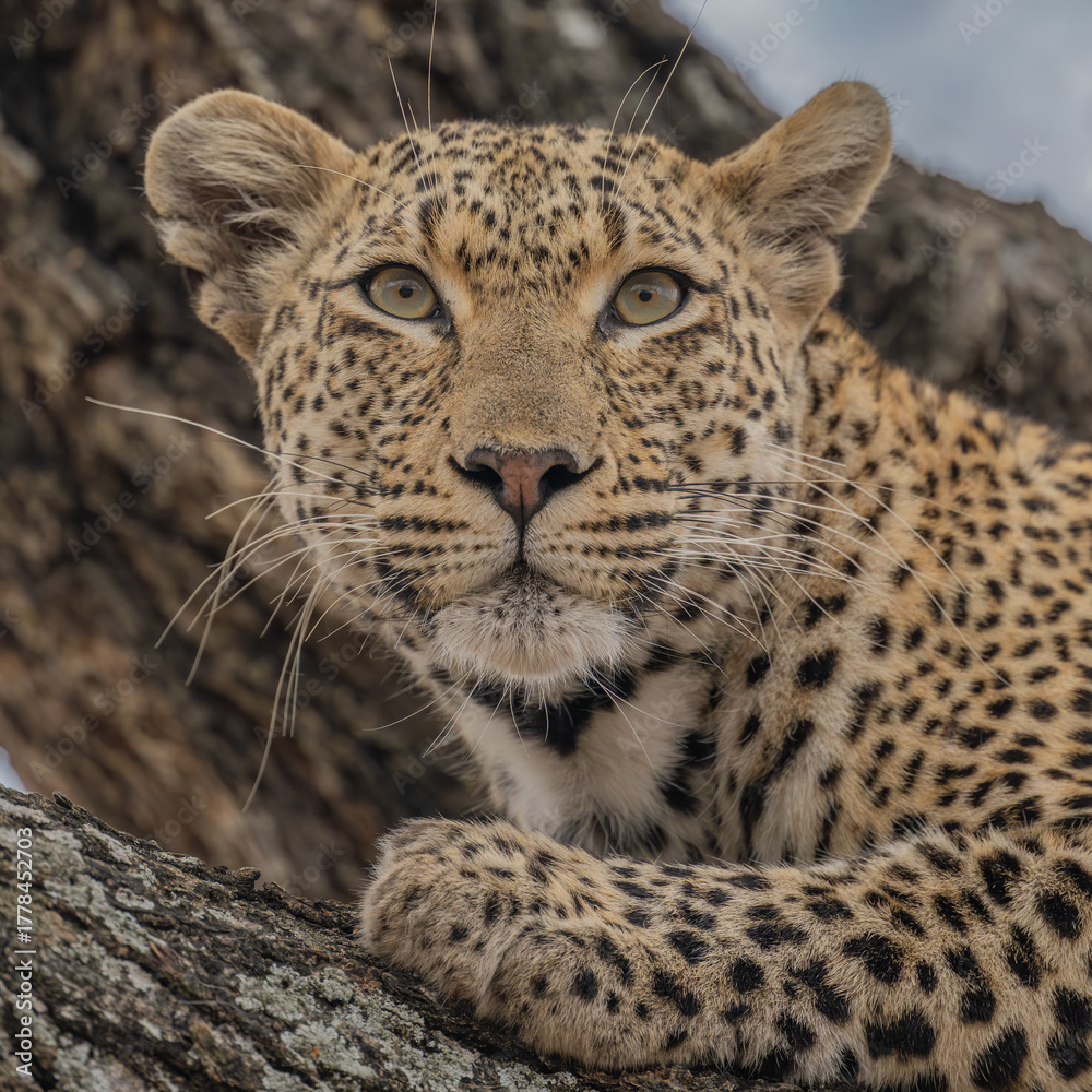 Fototapeta premium Leopard alerted to movement in its surrounding