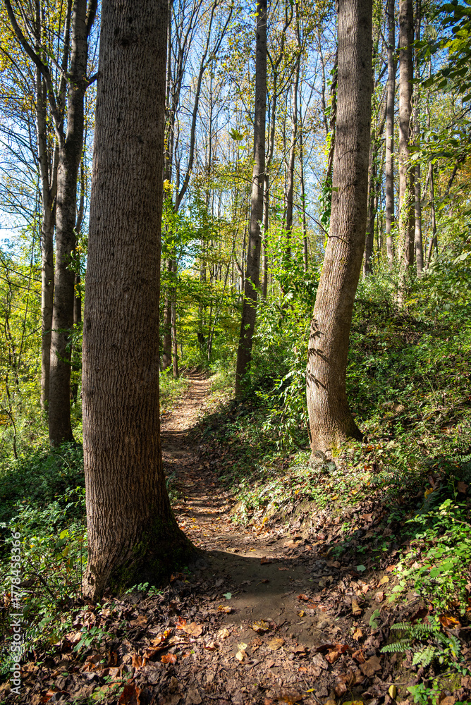Fototapeta premium autumn forest