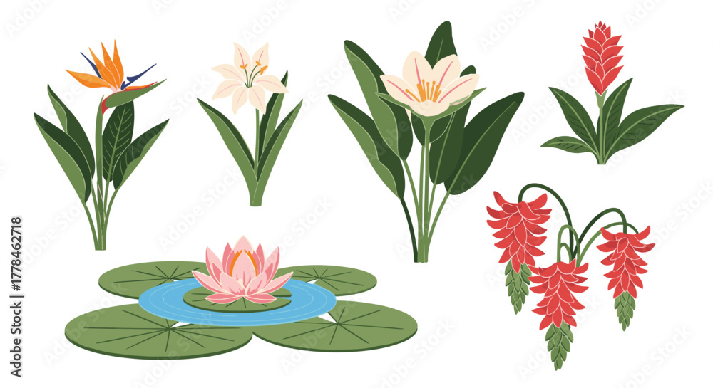 Fototapeta premium A collection of vibrantly colored tropical and aquatic flowers, including a bird of paradise, ginger, and a water lily, on a white background.