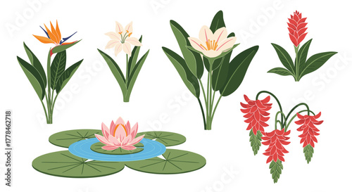 A collection of vibrantly colored tropical and aquatic flowers, including a bird of paradise, ginger, and a water lily, on a white background.