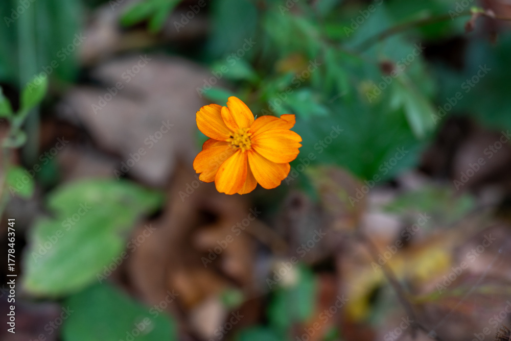 Fototapeta premium orange flower