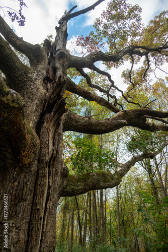 maryland's champion white oak