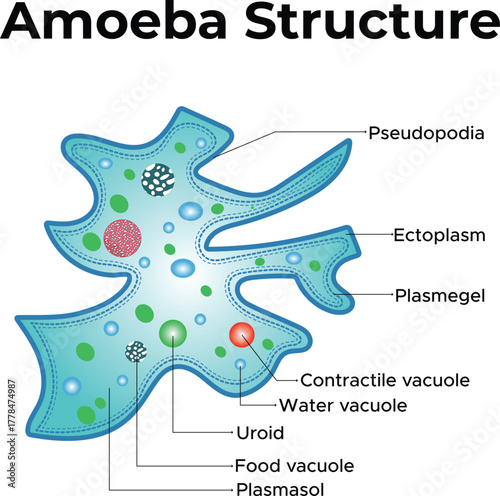 Amoeba Structure Diagram Labeled Educational Biology Illustration for Science Learning