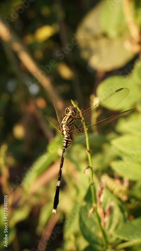 green dragonfly with black stripes perched on a broken branch
