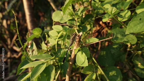 green dragonfly with black stripes perched on a broken branch