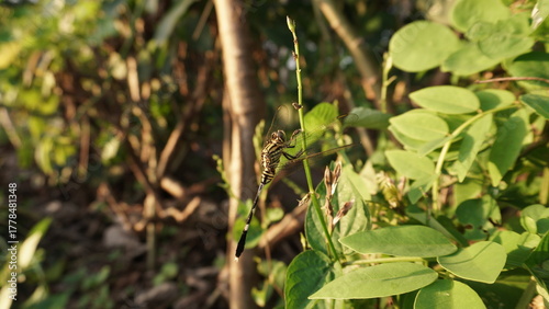 green dragonfly with black stripes perched on a broken branch