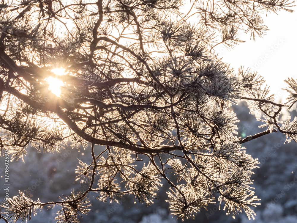 Obraz premium Pine branch with needles is covered with snow in the sunset light
