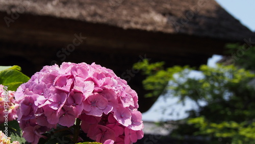 鎌倉に咲く紫陽花