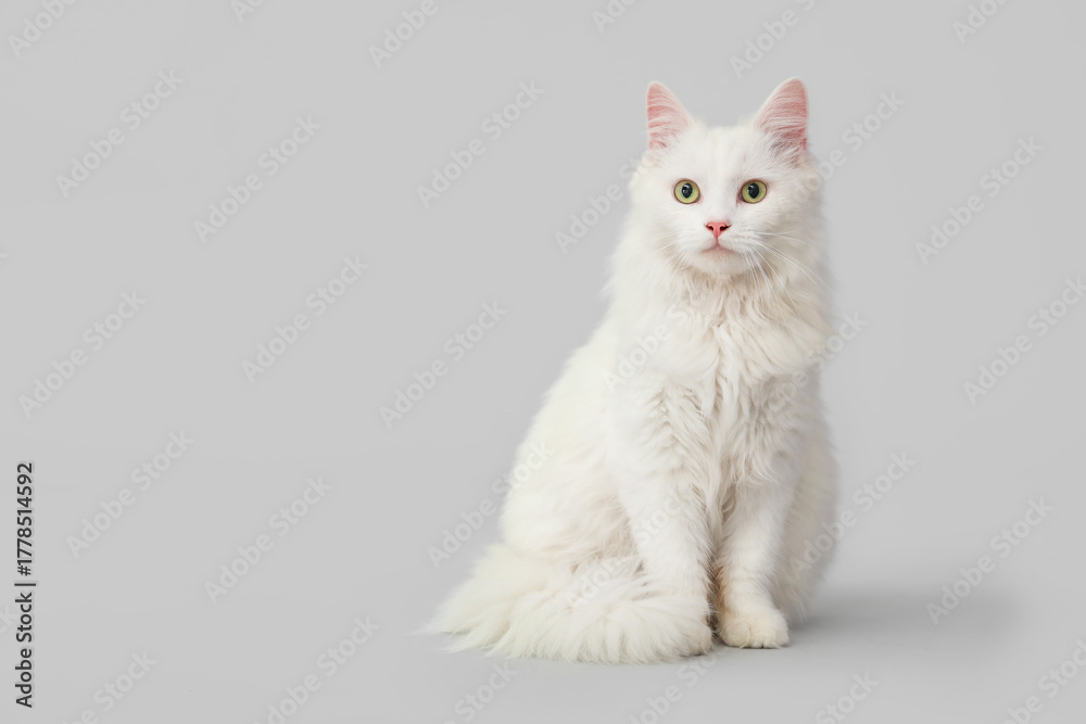 Obraz premium Cute fluffy cat against white background