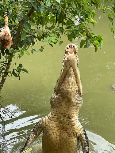 a crocodile standing upright in the water with its mouth open, pointing toward the sky.