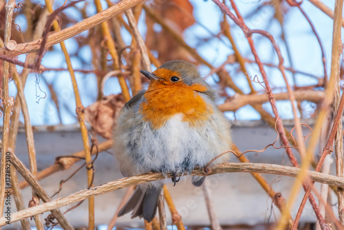 Cute bird the European Robin, Erithacus rubecula. sitting on the tree branch in winter.