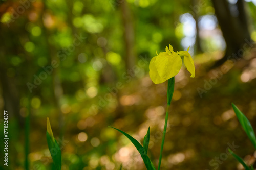 キショウブの花
