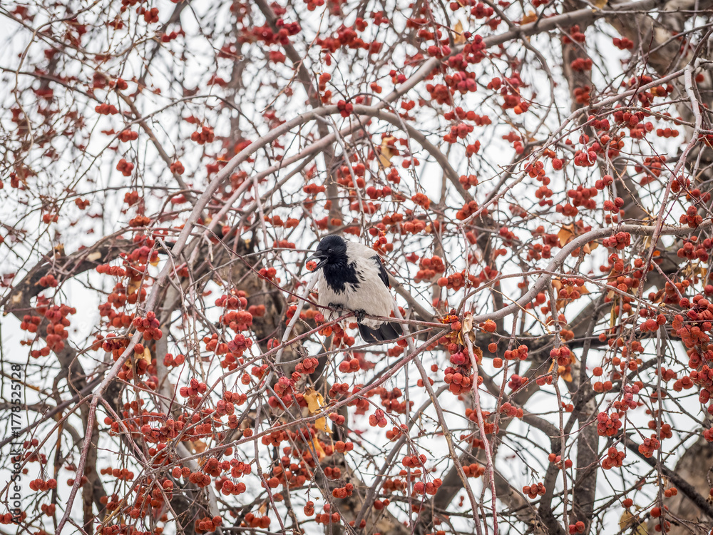 Fototapeta premium A hooded crow sitting on a tree