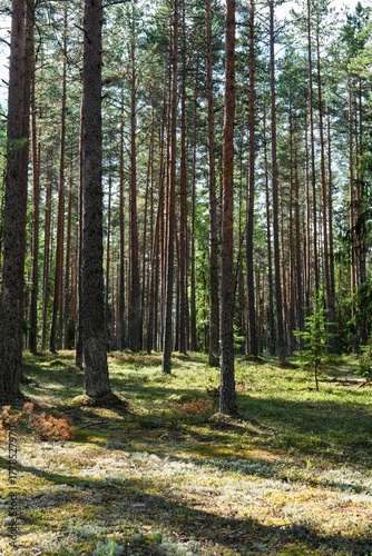 Wallpaper Mural Explore a serene forest scene with tall pine trees stretching skyward. Sunlight filters through the leaves, illuminating the mossy ground. Perfect for nature and tourism themes. Torontodigital.ca