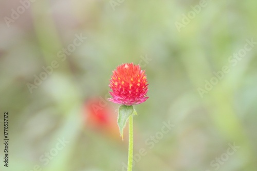 野に咲く千日紅