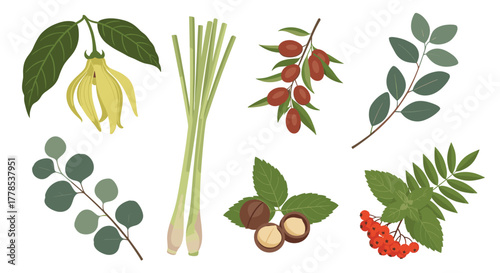 Diverse collection of natural botanical elements and ingredients, including ylang-ylang, lemongrass, eucalyptus, goji, macadamia, and rowan.