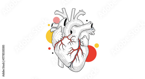 Modern line art illustration of the human heart, featuring intricate coronary arteries and playful abstract design elements.