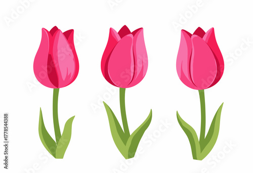 Vibrant Illustration of Three Blooming Pink Tulips with Elegant Green Leaves on a Clean White Background Showcasing Nature’s Colorful Beauty