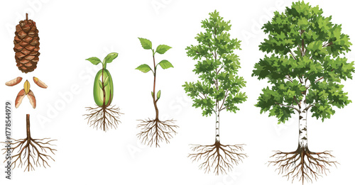 Tree growth stages illustration, seed germination to mature tree, educational biology diagram, plant life cycle, environmental science concept, root system development, botanical learning resource