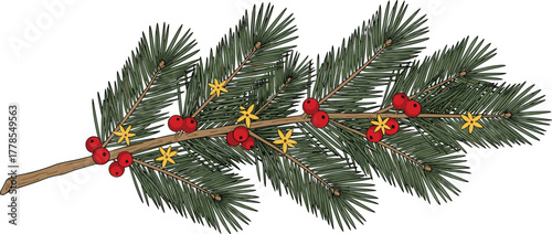 Hand-Drawn Christmas Fir Pine Branch Illustration, Realistic Style, Decorated with Red Holly Berries and Golden Star Sparkles, Traditional Holiday Season Border, Isolated Vector Element, White Back
