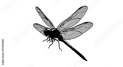 Detailed black and white illustration of a dragonfly with intricate wing patterns and a segmented body, isolated on a white background.