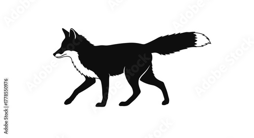 Black and white illustration of a fox walking with its tail held high.
