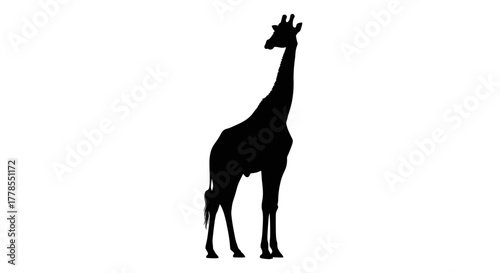 Silhouette of a giraffe standing tall against a white background, showcasing its long neck and distinctive shape.