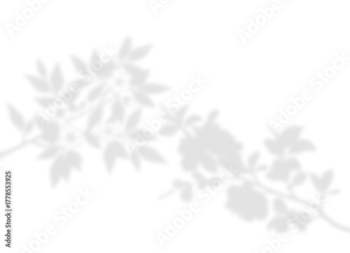 Delicate Flowering Branch and Leaf Shadow Overlay