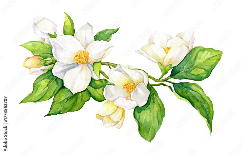 Obraz premium White Jasmine Flower Watercolor Illustration on transparent background