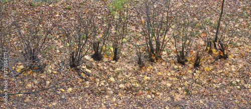 A row of bare bushes on soil covered with yellow leaves