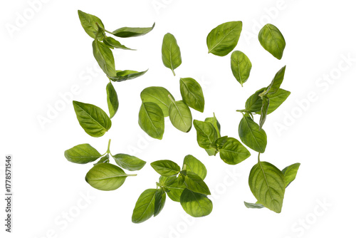 Basil leaves on white background