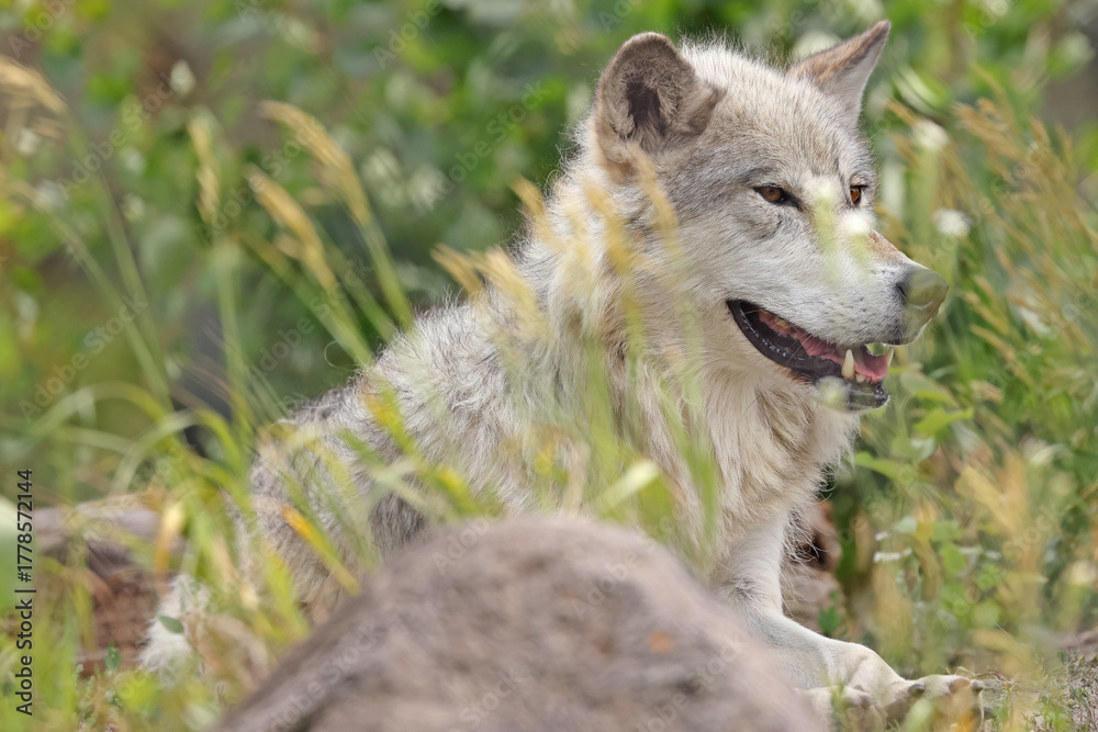 Obraz premium Wolfe portrait in Yellowstone National Park, USA