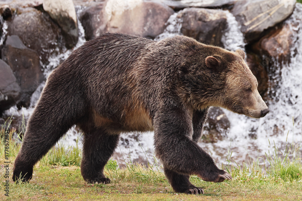 Fototapeta premium Grizzly bear running in Yellowstone National Park, USA