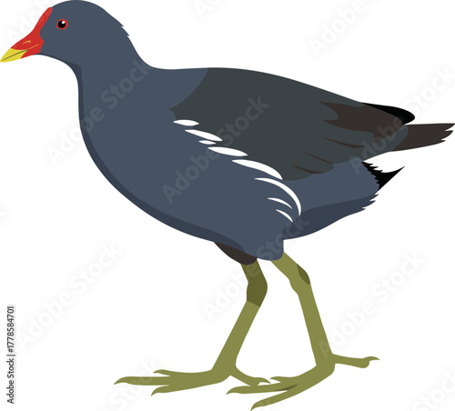 Flat Detailed Moorhen Gallinula Chloropus Waterbird Illustration Graphic