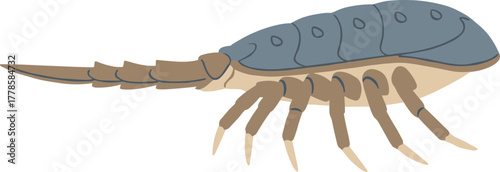 Flat Graphic Simple Triops Crustacean Illustration Aquatic Animal Invertebrate Creature