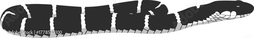 Cartoon Style Detailed Banded Krait Black and White Graphic Animal