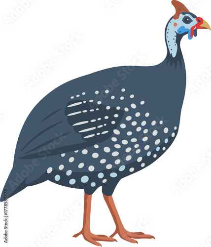 Flat Simple Guinea Fowl with White Spots Illustration on Isolated Background