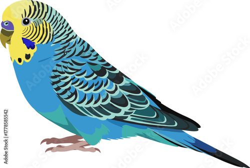 Detailed Colorful Budgerigar Parrot Pet Bird Avian Animal Illustration